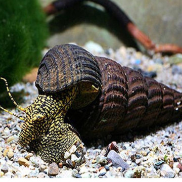 Tylomelania towutensis